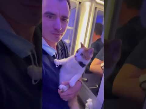 Cats On Airplanes - How To Fly With Your Cat Part 3 #shorts #cattravel #catmando #flywithyourcat
