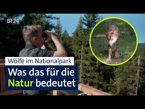 Wölfe im Nationalpark: Natur gewinnt durch Raubtier-Rückkehr | Abendschau | BR24