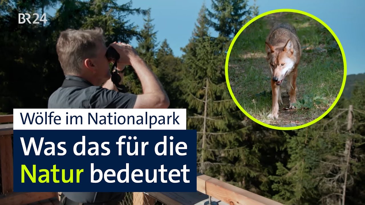 Wölfe im Nationalpark: Natur gewinnt durch Raubtier-Rückkehr | Abendschau | BR24