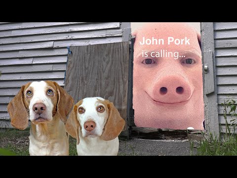 Dogs Find John Pork in Creepy Barn!
