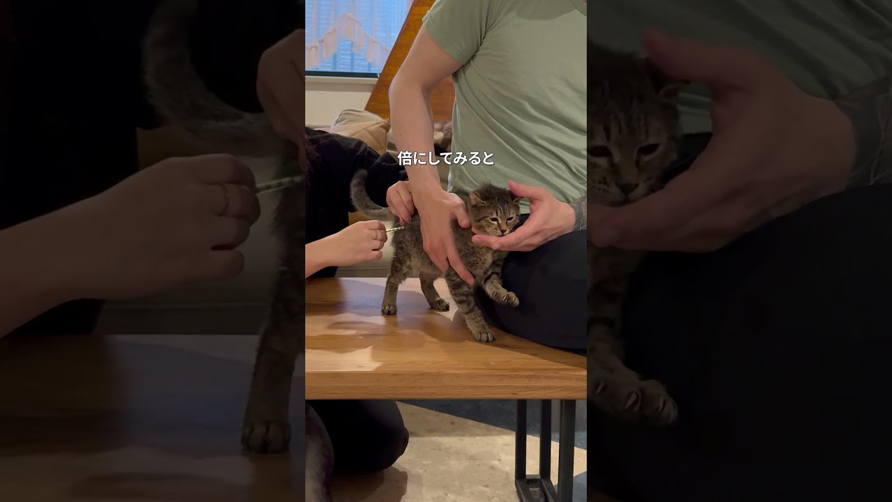 子猫の難病を治す方法が見つかった