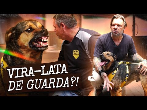 NÃO ACREDITO! NOSSO VIRA-LATAS É UMA MÁQUINA DE GUARDA? | A CASA DOS BICHOS