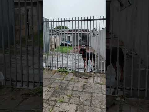 Tornado atinge São José dos Pinhais 10/01/26