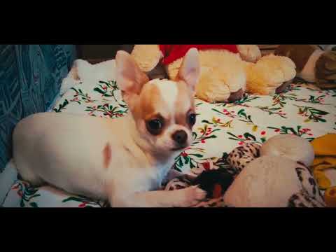 Chihuahua Welpe kaufen