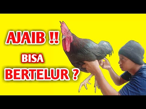 , title : 'Khasiat Telur Ayam Jantan Kampung : Mitos atau Fakta?'