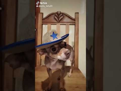 Estoy enamorada &don cheto