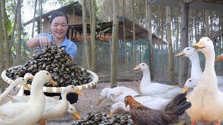 Catch snails to sell and add nutritious snails to the ducks. Daily life. Amy green forest life
