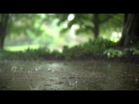 Calm Rain Sounds for Studying, Reading & Mindful Work