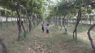 Um dia na roa da vov, Conhecendo a plantao de uva /mais piscina com amigos