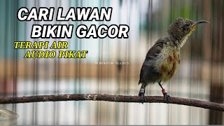 Download lagu SEMUA IKUT GACOR ! TERAPI & PANCINGAN KONIN AGAR CEPAT GACOR COCOK UNTUK KOLIBRI NINJA KURANG GACOR mp3