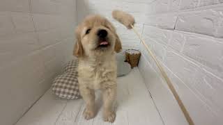 ゴールデンレトリバーの動画01