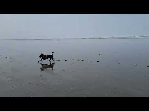 Bree, an adopted Labrador Retriever Mix in Everett, WA_image-1