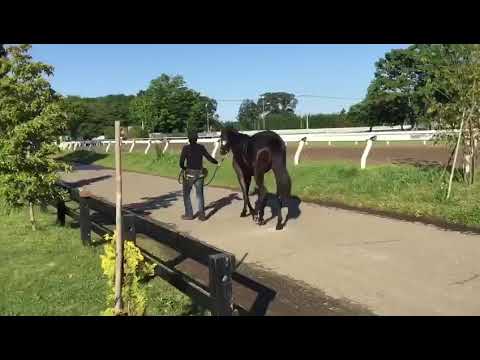 Sunny Flash Horse Stride in Liberty on 10/5/2018 A
