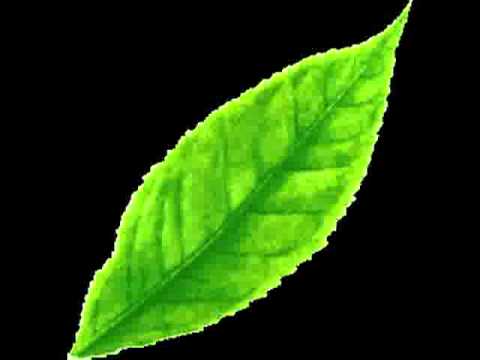 Tea Leaf Green - Not Fit (Studio)