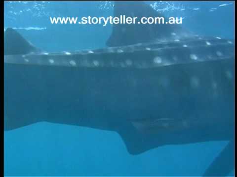 Before It's Too Late - Part 8 - Whale Shark Gypsy of the Sea