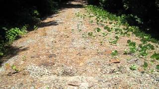 preview picture of video 'Abandoned Railroad Spur to Vulcan Materials in Kennesaw, Ga.'