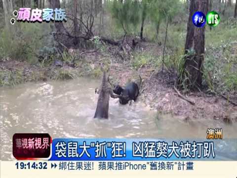 袋鼠大"抓"狂! 德國獒犬被打趴