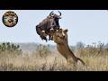 Tanzania Land Of Predators Wildanimals Animal Kingdom