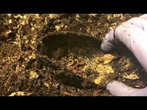 Worm Factory 360 Heavy Feeding