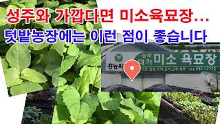 성주와 가깝다면 '미소육묘장'...텃밭농장에는 이런 점이 좋습니다.(모종 구입, 채소 모종 구입, 휘귀 채소…
