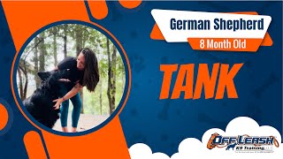 Download Lagu 8-Month-Old German Shepherd's Incredible Transformation | Off Leash K9 Training, North Georgia Thumbnail