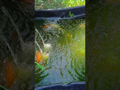 bassin de jardin artisanal-déco-original-ponton-bois