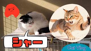 【CatsVlog】場所取りプチバトル発生 #猫動画 #可愛い猫 #保護猫