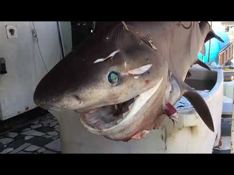 Ora News - Kapet peshkaqeni gjigant në Sazan