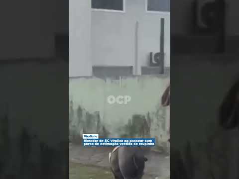 Morador de SC viraliza ao passear com porco de estimação vestido de roupinha