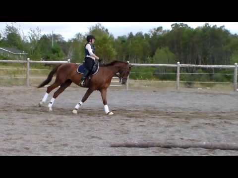 Boundless 2010 Hanoverian Belissimo M x Autocrat