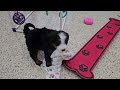 Mini Bernedoodle dogs for sale: Tiago - Video 1