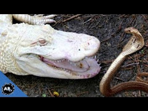 Deadly Snakes vs Albino Alligator- SnakeBytesTV part 2 - Animals TV Sharon