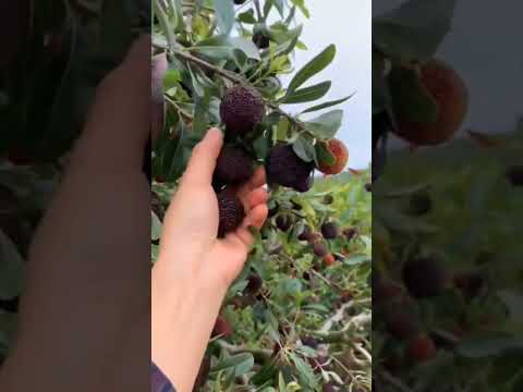 काफल kafal pahadi fal 😱😱😋😋😋 #viral #trending #youtubeshorts #shorts#fruit #nature#shortvideo#kafal