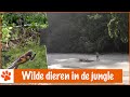 Dieren spotten op een onbewoond eiland | DierenpraatTV