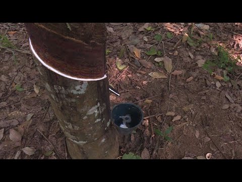 Rubber no longer a viable income source in Ivory Coast
