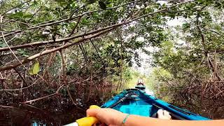 EXPLORE Mangrove Tunnels with Cocoa Kayaking!
