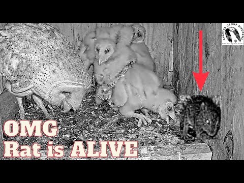 CRAZY! Wild Barn Owl Brings Home Live Rat- You Won't Believe What Happens. Viewer Discretion Advised