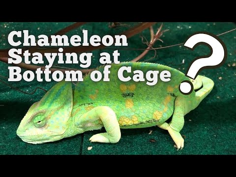 Why is My Chameleon Staying at the Bottom of the Cage?
