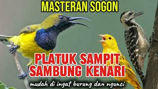 Download lagu Masteran burung sogon full isian pelatuk sampit sambung kenari  mp3