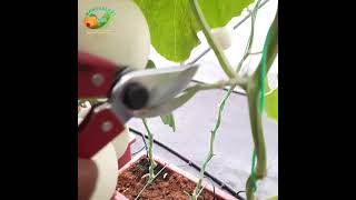 Download lagu Panen Melon di Wangunsari Farm Hidroponik #wangunsari #panen #melon #hidroponik mp3 Download lagu Panen Melon di Wangunsari Farm Hidroponik #wangunsari #panen #melon #hidroponik mp3