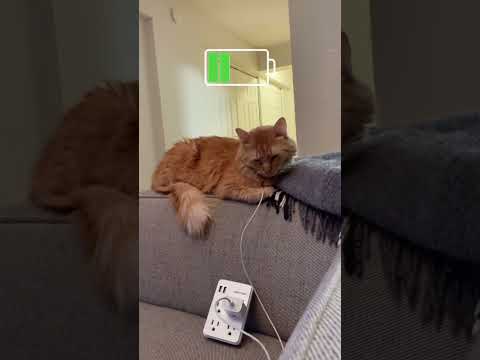 Cat after recharging #cats #shorts