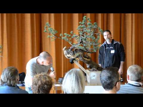 European Bonsaï San Show 2013 Laurent Darrieux