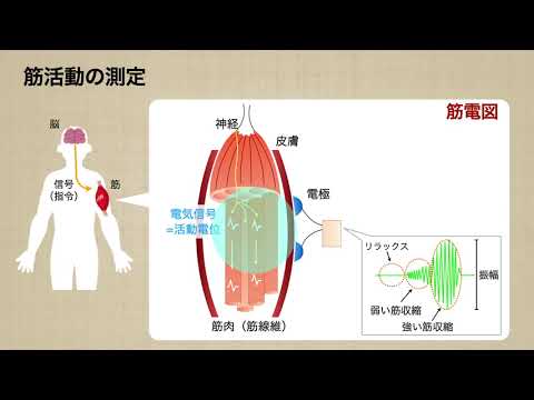 スポーツ・健康医科学科　スポーツ・健康科学専攻　運動のメカニズムを探る
