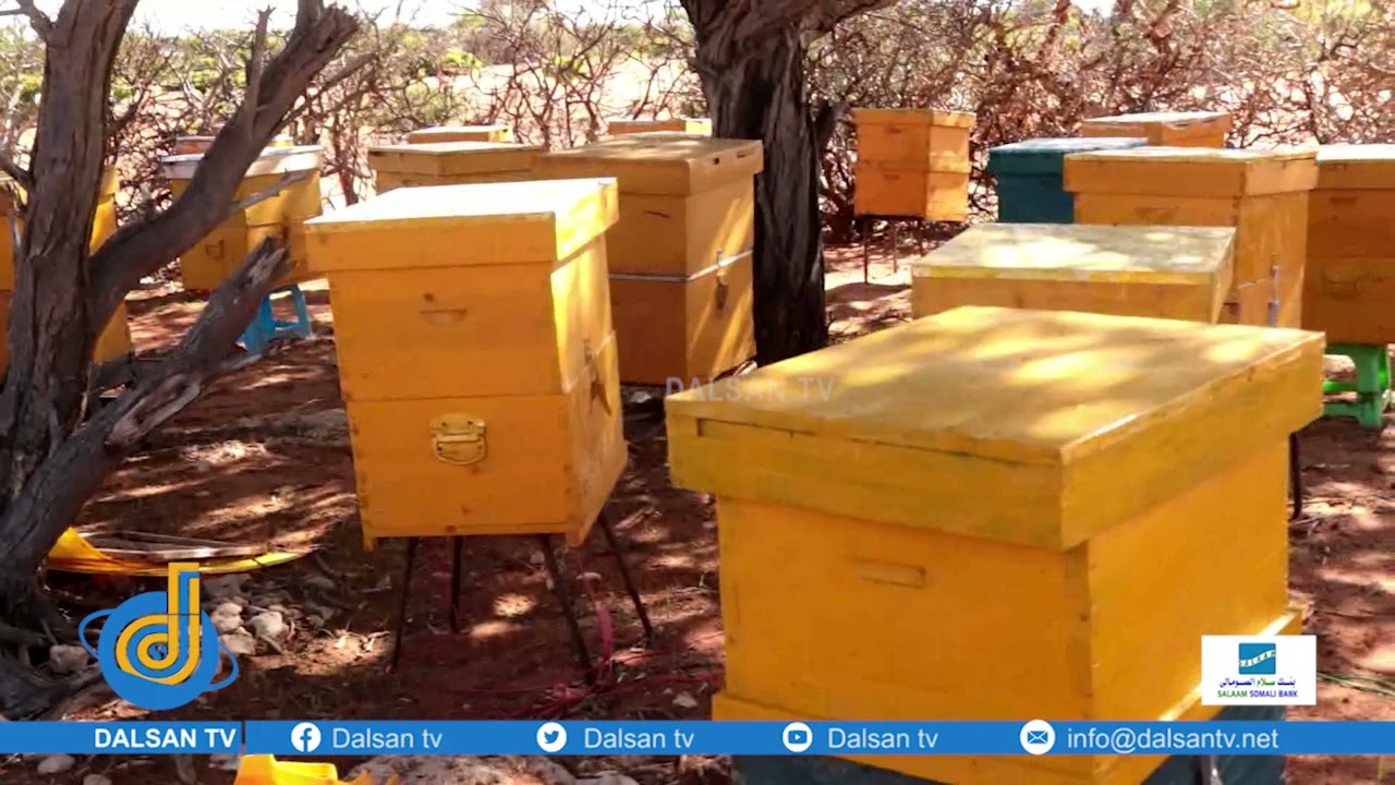 Warbixin ku saabsan dhaqashada Shinida ee deegaanada Galgaduud.