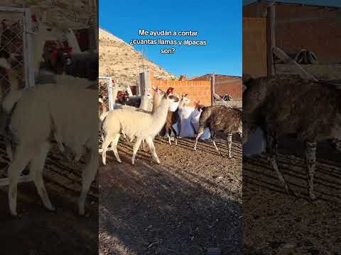 Contando llamas aquí en #curahuara_de_carangas #Oruro #Bolivia