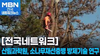 산림과학원, 미 농무부와 소나무재선충병 방제기술 연구 [전국네트워크]