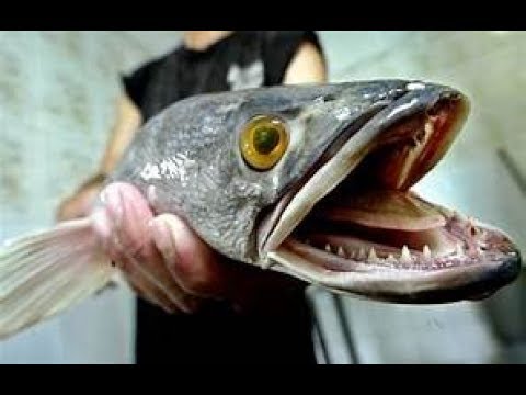 Frankenfish Genetically Modified Organisms GMO Fish Salmon grocery stores near you March 2019 Video
