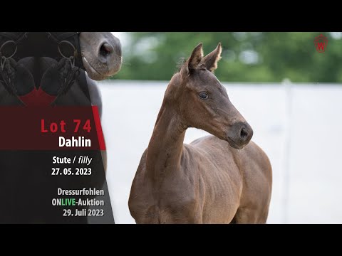 ONLIVE-AUKTION Lot 74 Dahlin Stute v. Dream Royal - Destano