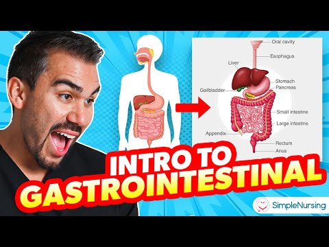 An Introductory Journey into the GI System for Nursing Students