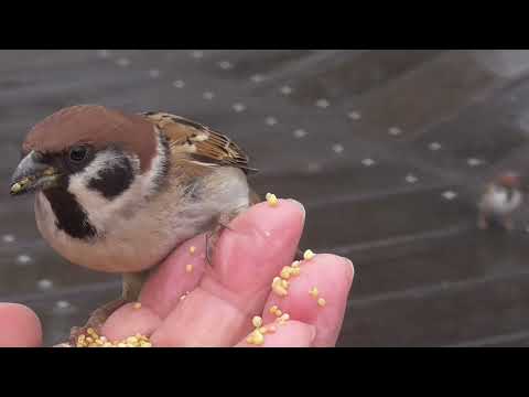 餌を貰いに来るすずめ達 20220111pm 7（雨の日天満宮）
